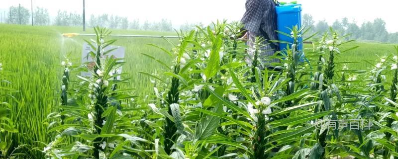 芝麻地除草常用药物及方法