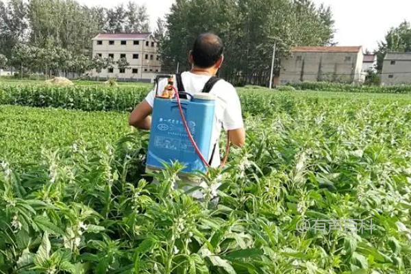 芝麻地除草常用药物及方法