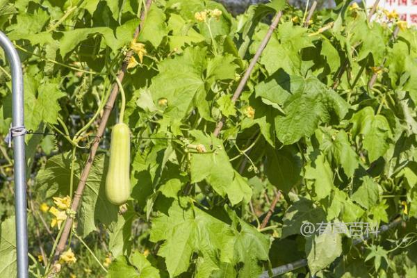 夏季丝瓜生长旺盛应对策略：施氮肥和矮壮素喷施技巧