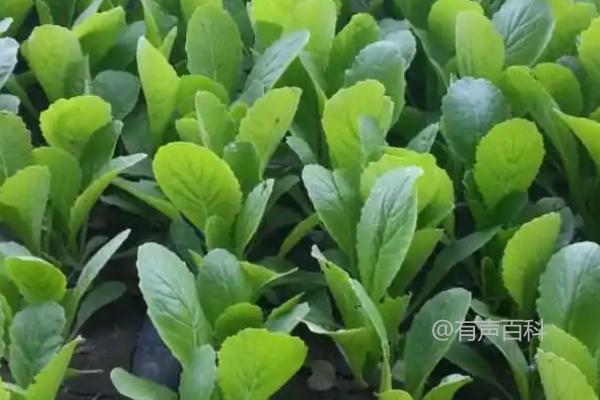 小白菜的种植方法，可直播或育苗移栽