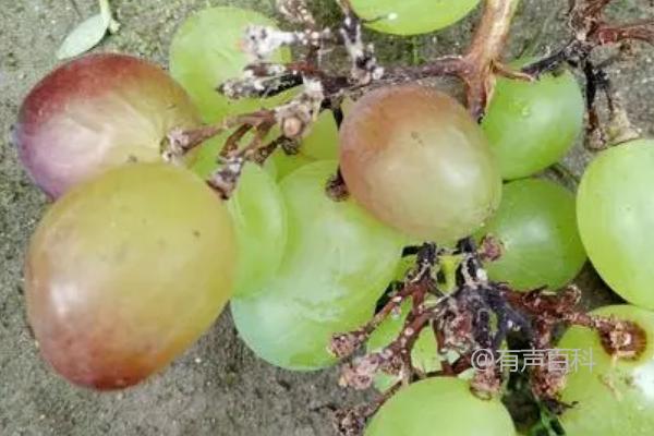 葡萄防腐药-了解葡萄的防腐效果