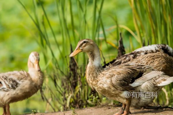 鸭子有几条腿？鸭子通常有2条腿