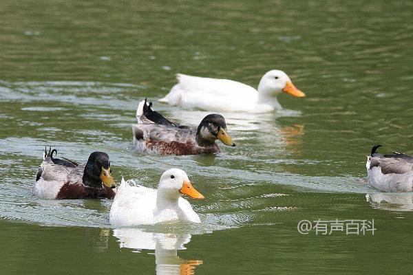 鸭子有几条腿？鸭子通常有2条腿