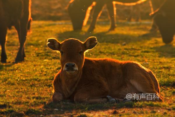 治疗失明的小牛犊，可以通过补充维生素等方法获得效果吗？