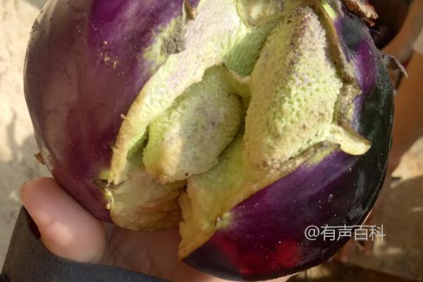 生长调节剂使用过量是导致茄子果萼裂的主要原因