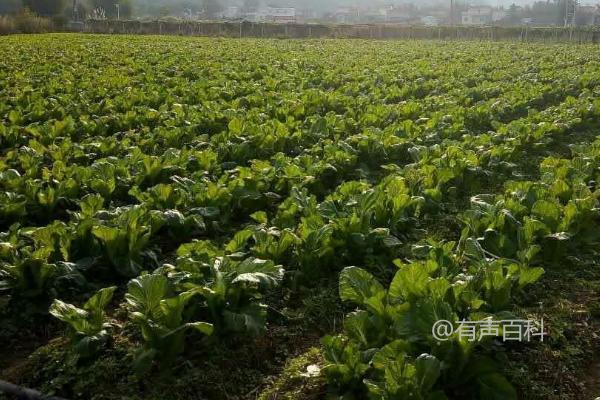 种植大头菜的最佳时间是8-10月份