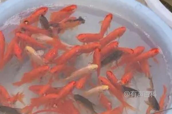 家养小金鱼的适宜食物选择：动物性、植物性与合成饲料都可供给