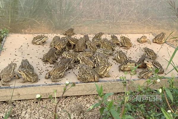 养殖蟾蜍需要办理哪些手续，如何申请《野生动物驯养繁殖许可证》