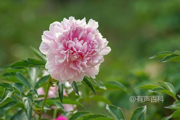 芍药种植技术：播种繁殖与分株繁殖的方法