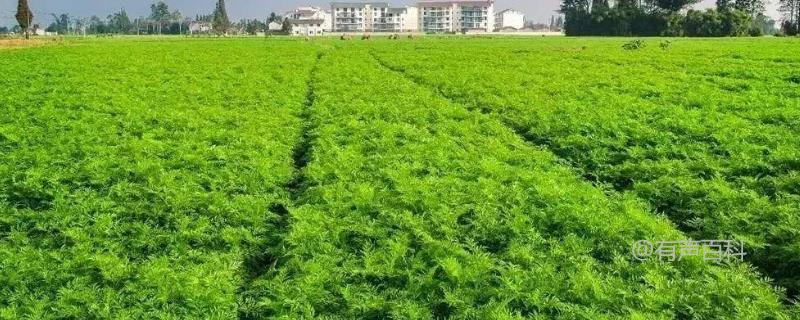 川穹栽培技术指南：低海拔与高海拔地区适用