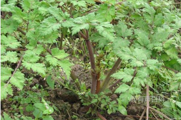 川穹栽培技术指南：低海拔与高海拔地区适用