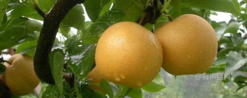 梨树种植方法，病虫害防治指南