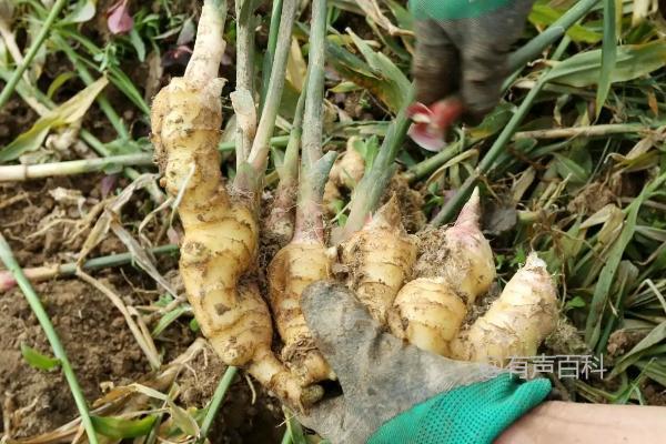 生姜的种植技巧和产量优化