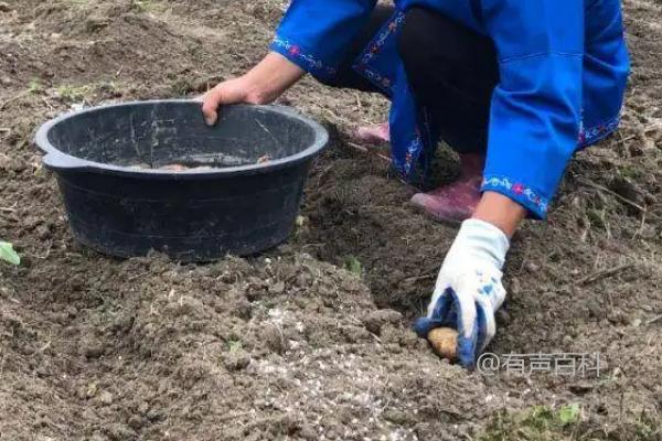 生姜的种植技巧和产量优化