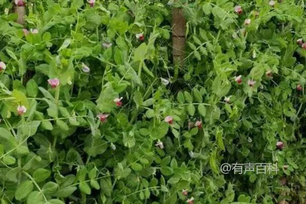 如何进行立体种植棉花和荷兰豆：每垅种植2行棉花，棉花内侧各种1行荷兰豆