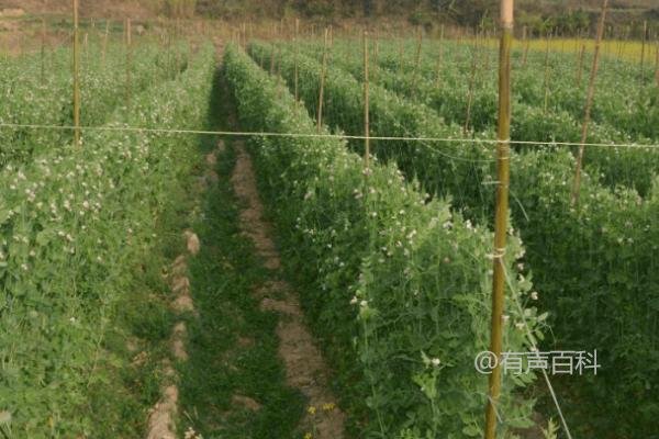 如何进行立体种植棉花和荷兰豆：每垅种植2行棉花，棉花内侧各种1行荷兰豆