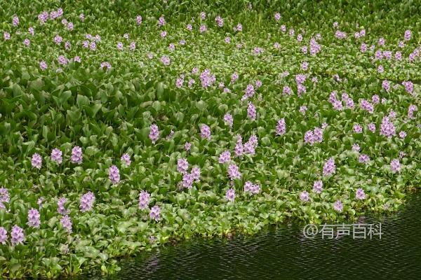 水葫芦怎么养殖及注意事项，水培是最佳选择