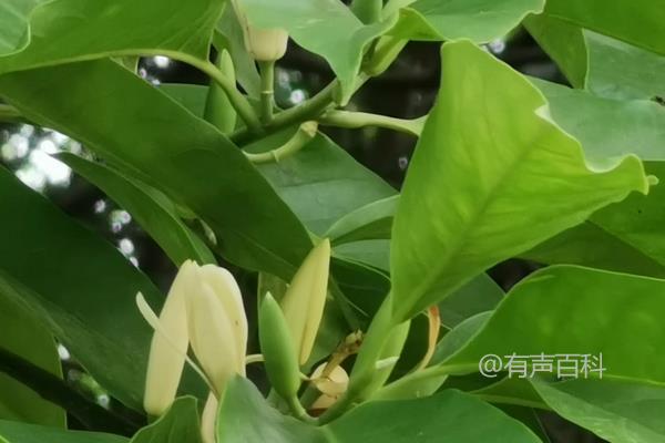 【2022最新】白兰花种子价格及种植要点分享