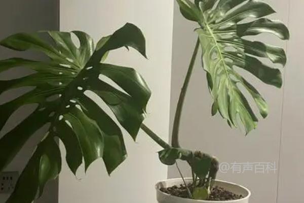 龟背竹风水：摆放位置选择吉位有助于旺财