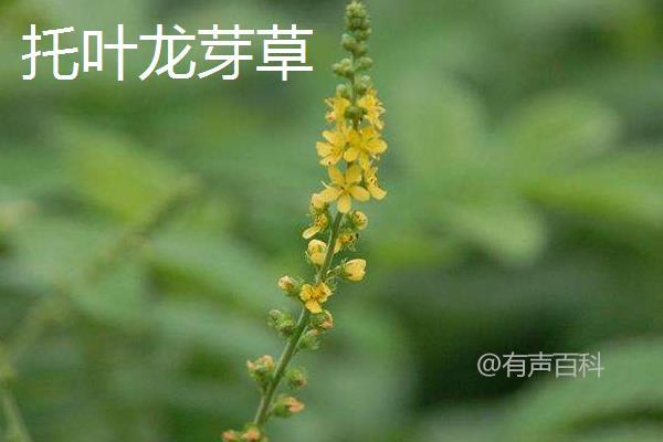 仙鹤草种类分类：分布地区、外貌特征及花果期对比