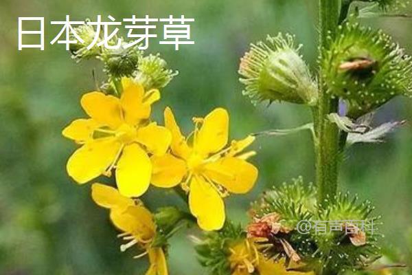 仙鹤草种类分类：分布地区、外貌特征及花果期对比