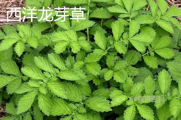 仙鹤草种类分类：分布地区、外貌特征及花果期对比