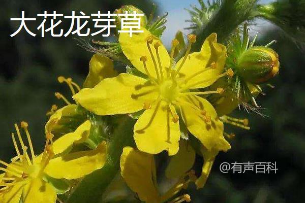 仙鹤草种类分类：分布地区、外貌特征及花果期对比