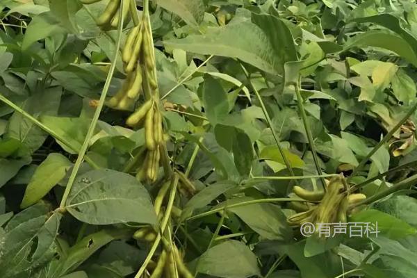 195大豆种子的特点及病虫草害防治措施