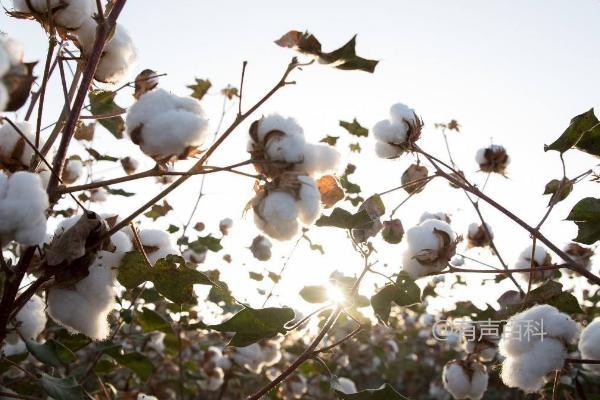 辽棉49棉花品种特性及喷洒果盛防治棉铃虫建议次数