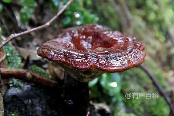 野生灵芝与种植灵芝的区别，品质和功效效