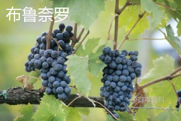 探究酿酒葡萄品种及其产地特点