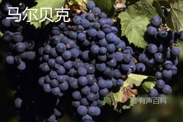 探究酿酒葡萄品种及其产地特点