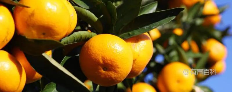 春季上市的丑橘，销售季节为2-3月份