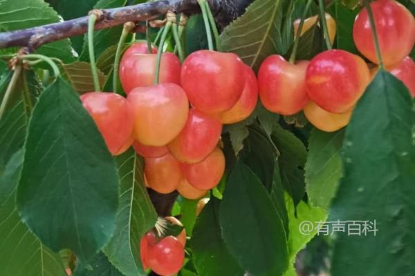 "遮雨棚如何预防樱桃裂果及保护果实免受霜冻的影响"