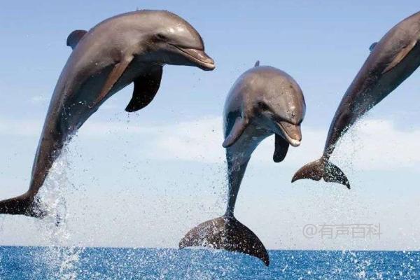 海豚的食物是什么？海豚通常捕食乌贼和各种小鱼