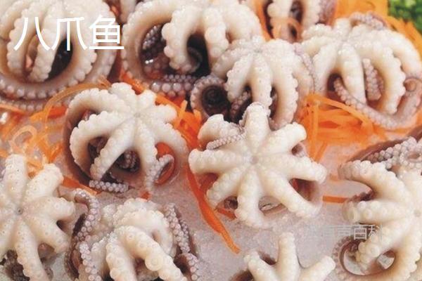 八爪鱼和墨鱼的区别：八爪鱼具有8条腕足，墨鱼则有10条腕足