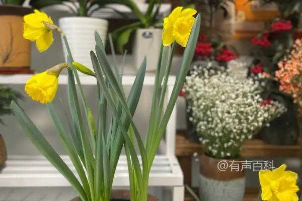 水仙花不开放的原因及养分过度消耗可能造成