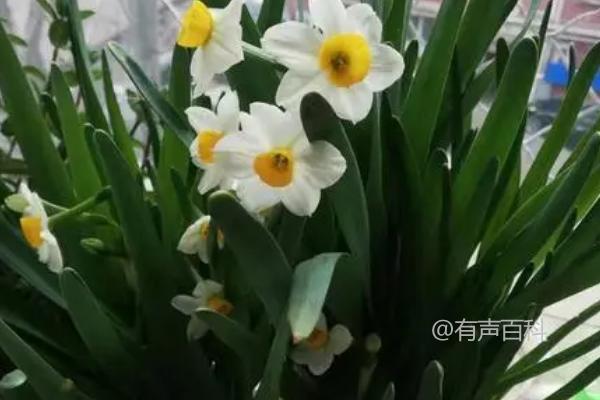 水仙花不开放的原因及养分过度消耗可能造成