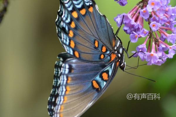 蝴蝶的饮食习性，多数蝴蝶主要取食花蜜