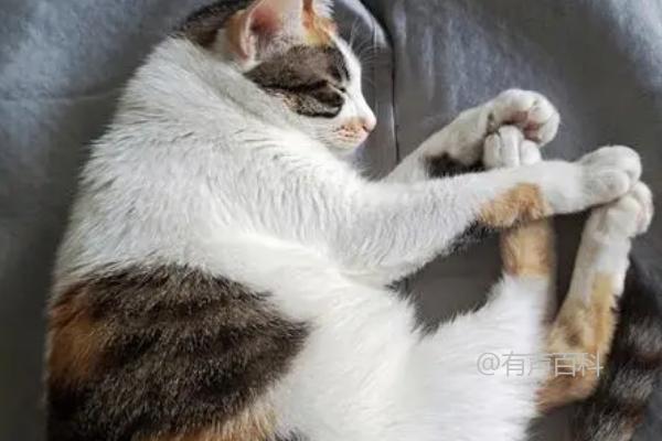 猫咪为什么喜欢抱团睡觉？这可能与安全感和环境温度有关