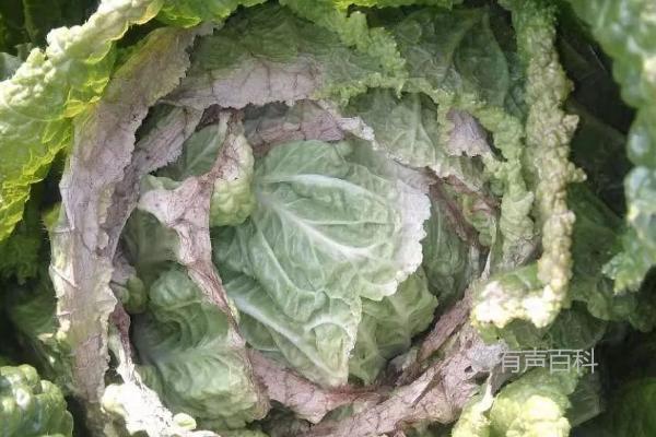 白菜干烧症状：叶缘变白黄、叶肉变干纸状