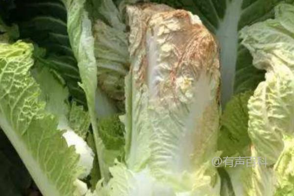 白菜干烧症状：叶缘变白黄、叶肉变干纸状