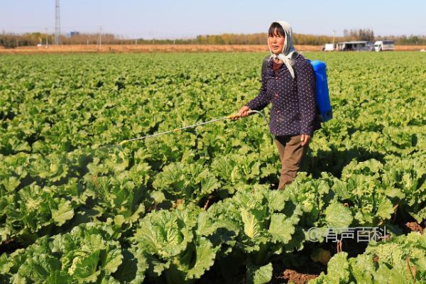 白菜干烧症状：叶缘变白黄、叶肉变干纸状