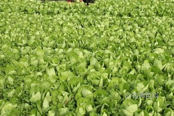 白菜干烧症状：叶缘变白黄、叶肉变干纸状