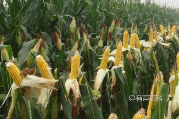 东单1331玉米品种产量分析：2018年平均每亩产量达956.96千克