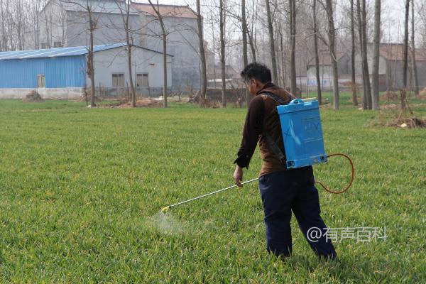 小麦收获期如何打农药，喷药最佳时间选择在晴天微风的上午