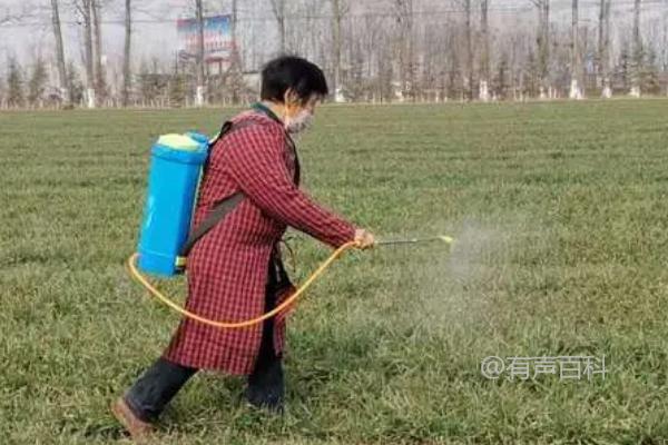 小麦收获期如何打农药，喷药最佳时间选择在晴天微风的上午