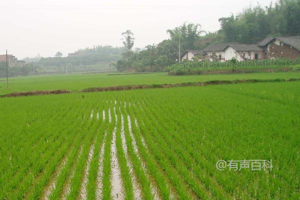 水稻育苗技术：水田和旱田育苗的方法