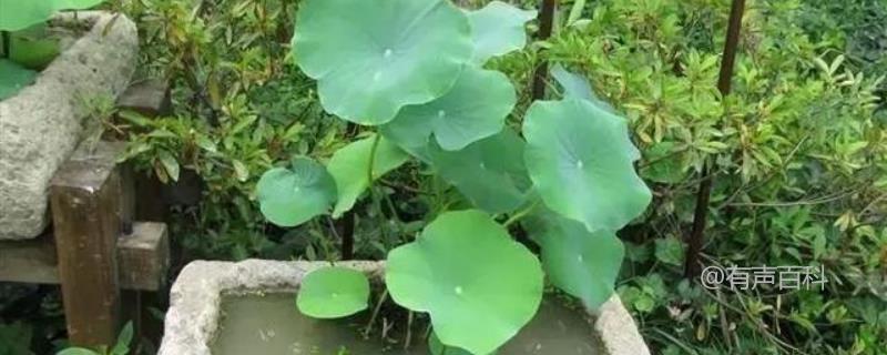 如何养护盆栽水生植物并控制水位