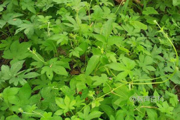 春秋季节适宜的绞股蓝种植技术